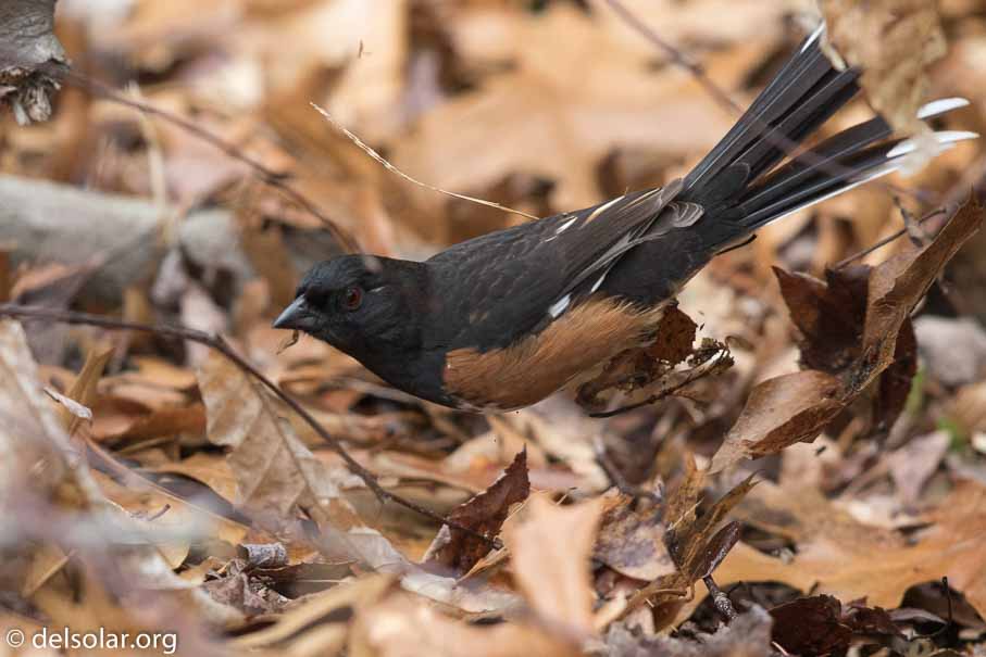 Canon EOS 7D Mark II  --  EF600mm f/4L IS II USM -- 1/3200 sec at f / 4.5 -- ISO 1600 -- 1/3 EV -- 