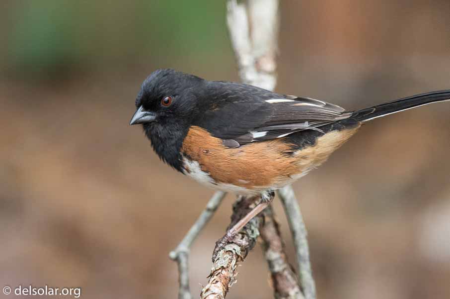 Canon EOS 7D Mark II  --  EF600mm f/4L IS II USM -- 1/1250 sec at f / 4.5 -- ISO 1600 -- 1/3 EV -- 