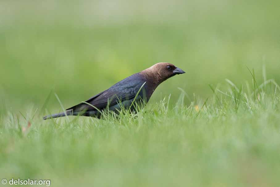 Canon EOS 7D Mark II  --  EF600mm f/4L IS II USM -- 1/5000 sec at f / 4.5 -- ISO 1600 -- 2/3 EV -- 