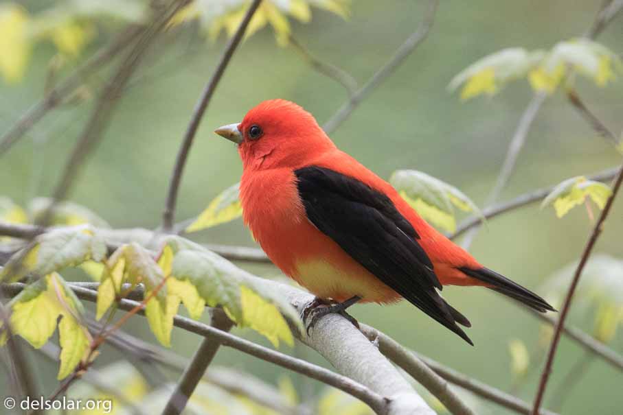 Canon EOS 7D Mark II  --  EF100-400mm f/4.5-5.6L IS II USM -- 1/320 sec at f / 7.1 -- ISO 1250 -- 2/3 EV -- 