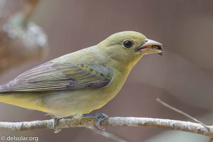 Canon EOS 7D Mark II  --  EF100-400mm f/4.5-5.6L IS II USM -- 1/160 sec at f / 6.3 -- ISO 1250 -- 1/3 EV -- 