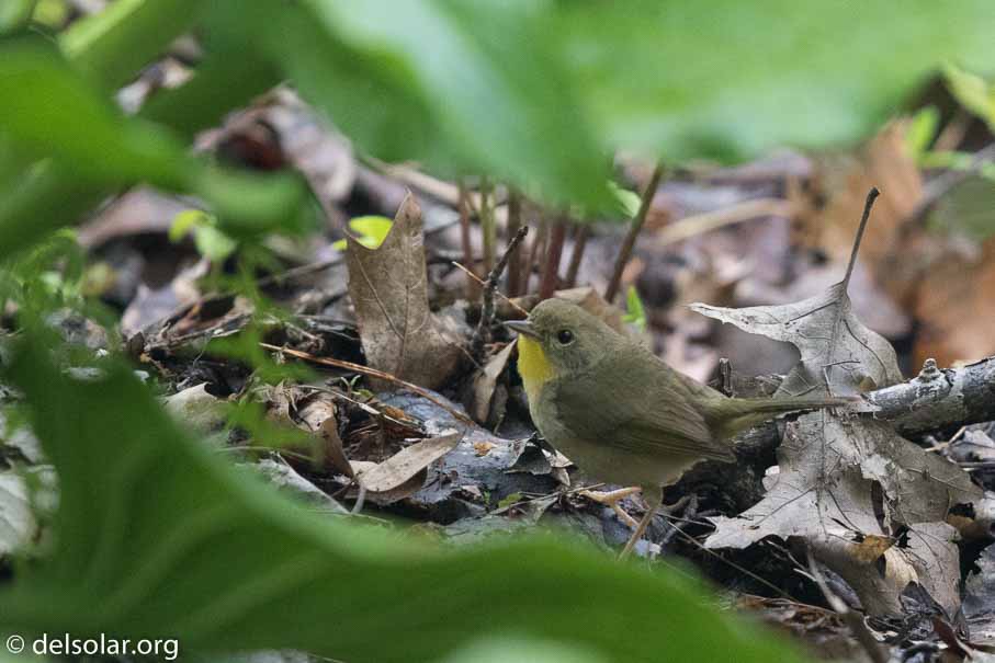 Canon EOS 7D Mark II  --  EF600mm f/4L IS II USM -- 1/200 sec at f / 4.5 -- ISO 2500 -- 1/3 EV -- 