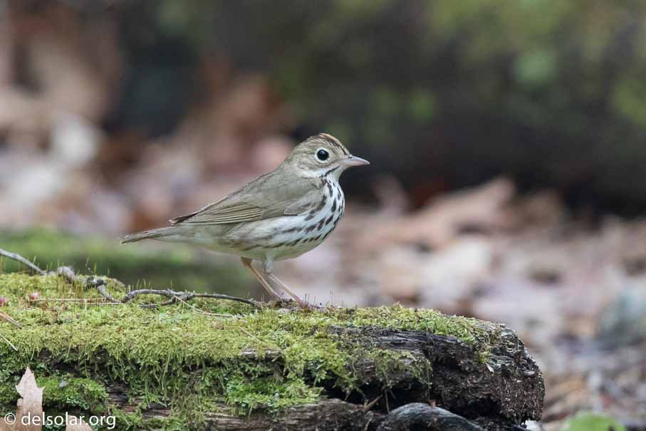 Canon EOS 7D Mark II  --  EF600mm f/4L IS II USM -- 1/250 sec at f / 4.5 -- ISO 2500 -- 1/3 EV -- 