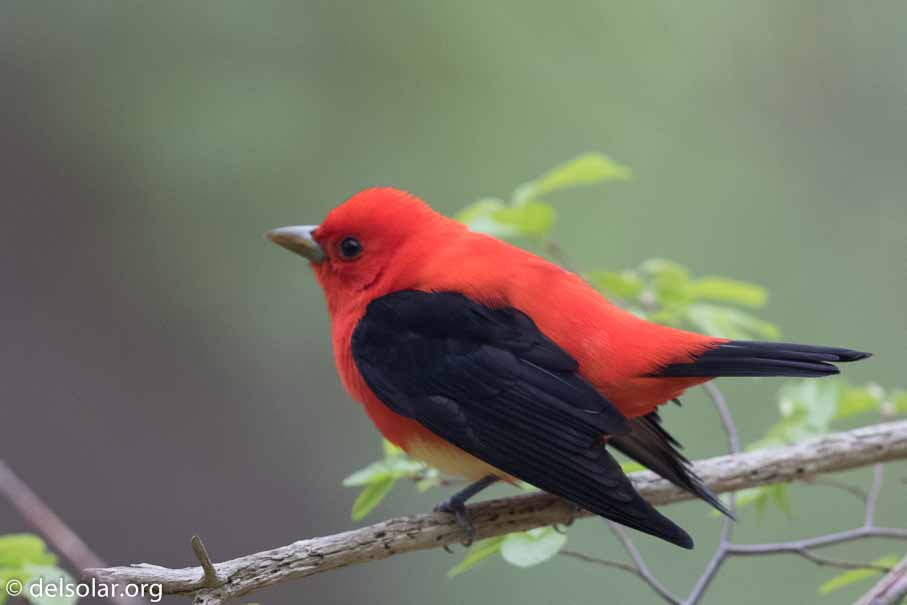 Canon EOS 7D Mark II  --  EF600mm f/4L IS II USM -- 1/125 sec at f / 4.5 -- ISO 1600 -- 1/3 EV -- 