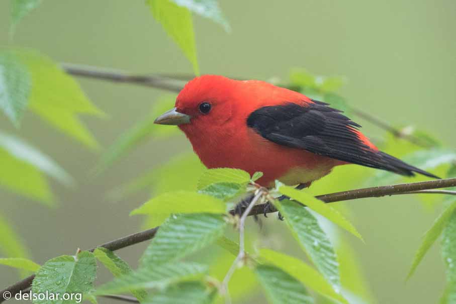 Canon EOS 7D Mark II  --  EF600mm f/4L IS II USM -- 1/250 sec at f / 4.5 -- ISO 1600 -- 1/3 EV -- 