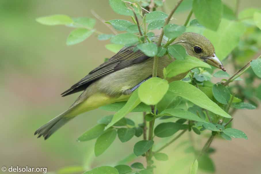 Canon EOS 7D Mark II  --  EF600mm f/4L IS II USM -- 1/200 sec at f / 4.5 -- ISO 2500 -- 1/3 EV -- 