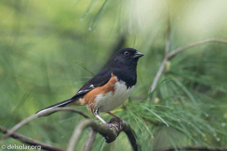 Canon EOS 7D Mark II  --  EF600mm f/4L IS II USM -- 1/800 sec at f / 4.5 -- ISO 1600 -- 1/3 EV -- 