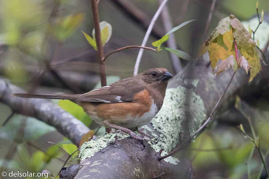 Canon EOS 7D Mark II  --  EF600mm f/4L IS II USM -- 1/1000 sec at f / 4.5 -- ISO 1600 -- 1/3 EV -- 