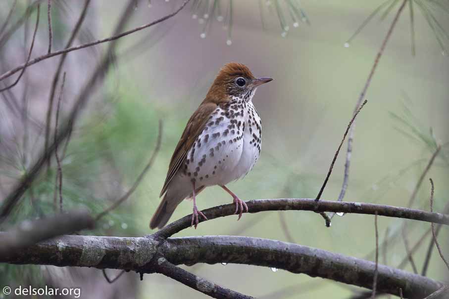 Canon EOS 7D Mark II  --  EF600mm f/4L IS II USM -- 1/640 sec at f / 5.0 -- ISO 1600 -- 1/3 EV -- 