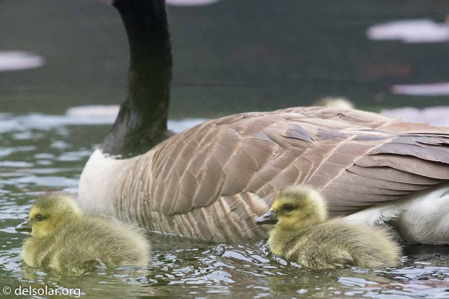 Canon EOS 7D Mark II  --  EF600mm f/4L IS II USM -- 1/1250 sec at f / 5.0 -- ISO 2500 -- 1/3 EV -- 