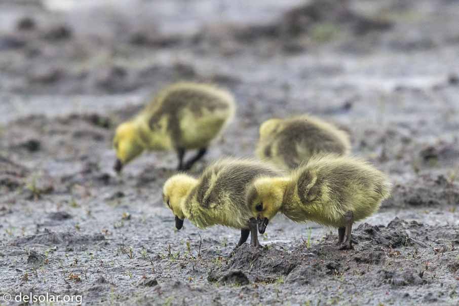 Canon EOS 7D Mark II  --  EF600mm f/4L IS II USM -- 1/1250 sec at f / 5.0 -- ISO 1250 -- 1/3 EV -- 