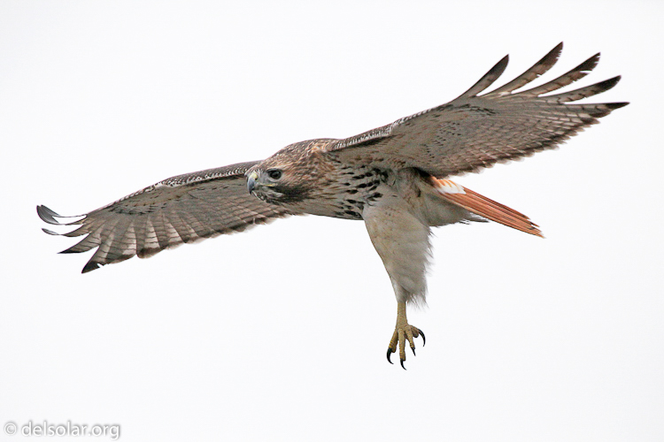 Canon EOS 5D Mark II  --  600 mm  --  EF300mm f/2.8L IS USM +2.0x  