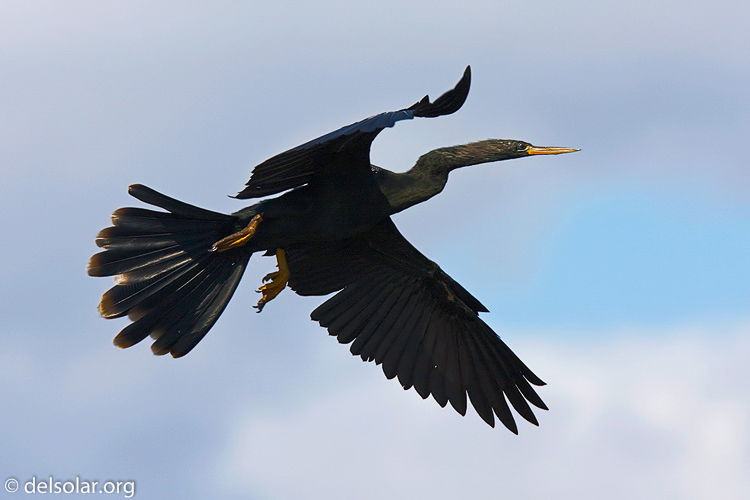 Canon EOS 40D  --  420 mm  --  EF300mm f/2.8L IS USM +1.4x  