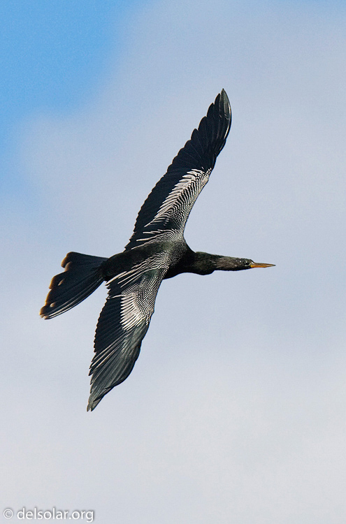 Canon EOS 40D  --  420 mm  --  EF300mm f/2.8L IS USM +1.4x  