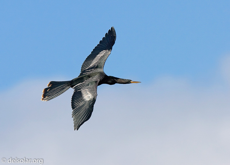 Canon EOS 40D  --  420 mm  --  EF300mm f/2.8L IS USM +1.4x  