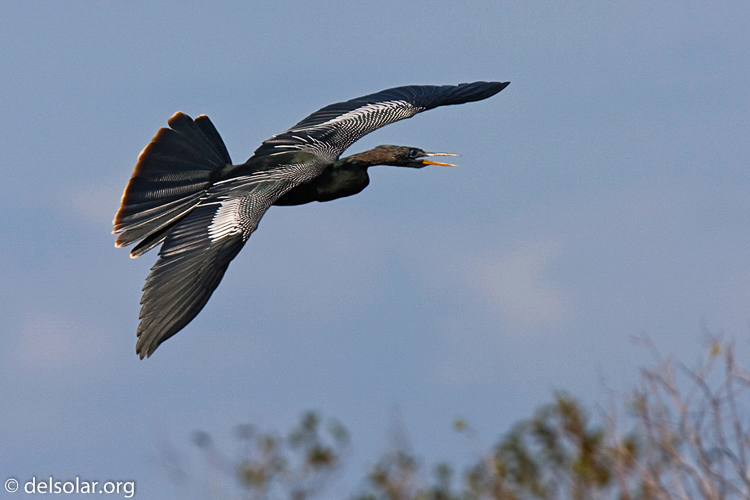 Canon EOS 40D  --  420 mm  --  EF300mm f/2.8L IS USM +1.4x  