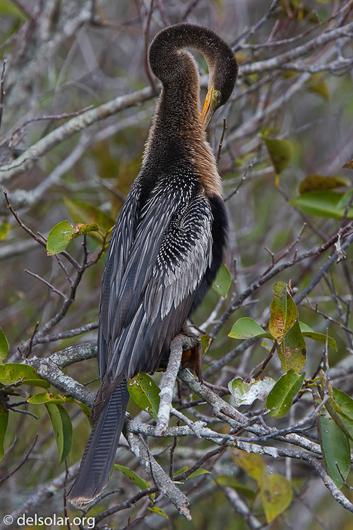 Canon EOS 40D  --  420 mm  --  EF300mm f/2.8L IS USM +1.4x  