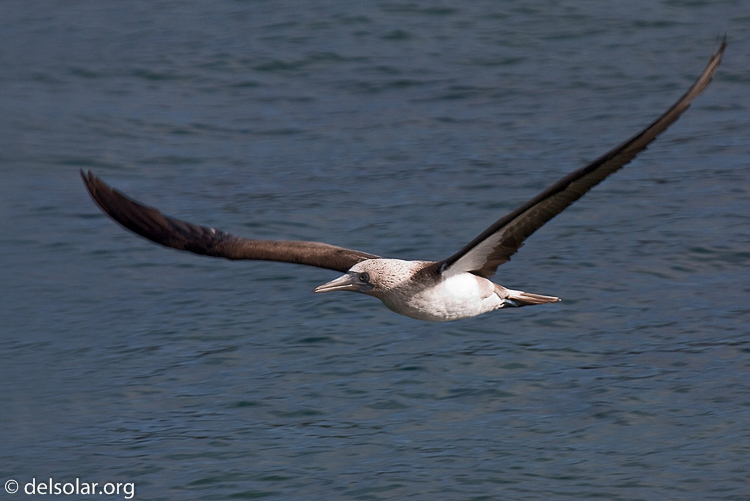 Canon EOS 40D  --  600 mm  --  EF300mm f/2.8L IS USM +2.0x  