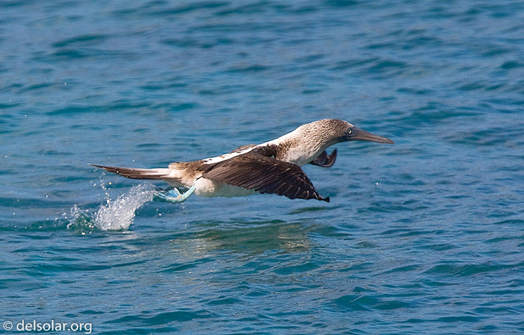 Canon EOS 40D  --  420 mm  --  EF300mm f/2.8L IS USM +1.4x  