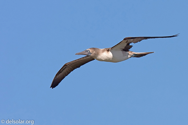 Canon EOS 40D  --  420 mm  --  EF300mm f/2.8L IS USM +1.4x  