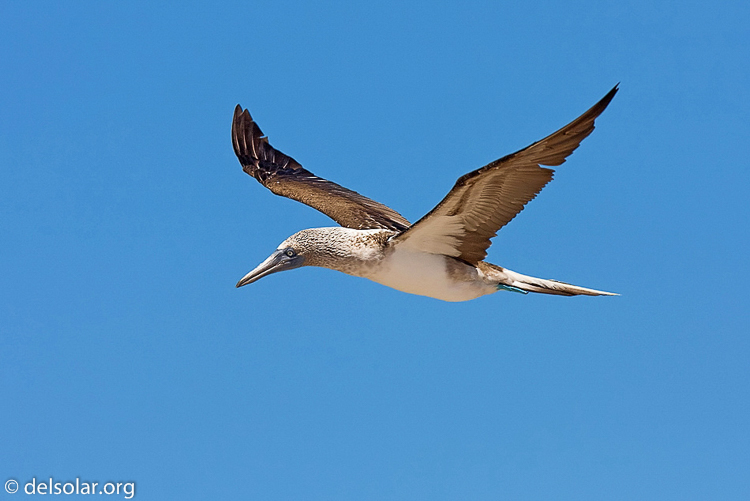 Canon EOS 40D  --  420 mm  --  EF300mm f/2.8L IS USM +1.4x  