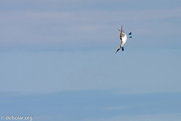 Canon EOS 40D  --  420 mm  --  EF300mm f/2.8L IS USM +1.4x  