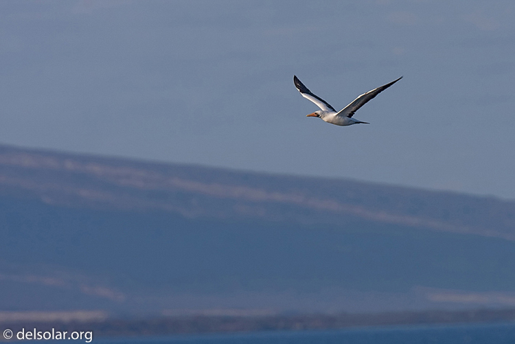 Canon EOS 40D  --  420 mm  --  EF300mm f/2.8L IS USM +1.4x  