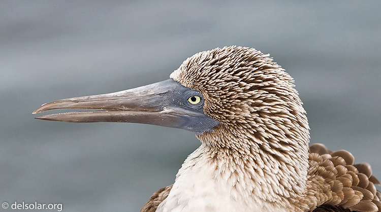 Canon EOS 40D  --  126 mm  --  EF70-200mm f/4L USM  