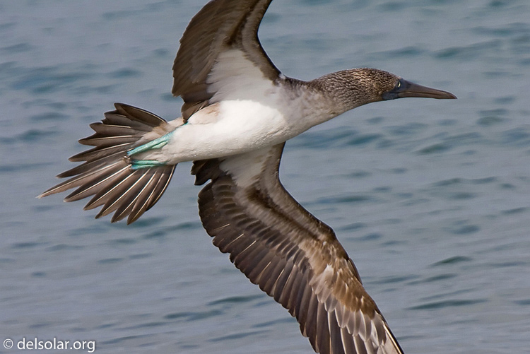 Canon EOS 40D  --  600 mm  --  EF300mm f/2.8L IS USM +2.0x  