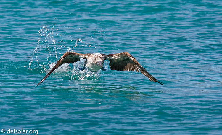 Canon EOS 40D  --  420 mm  --  EF300mm f/2.8L IS USM +1.4x  