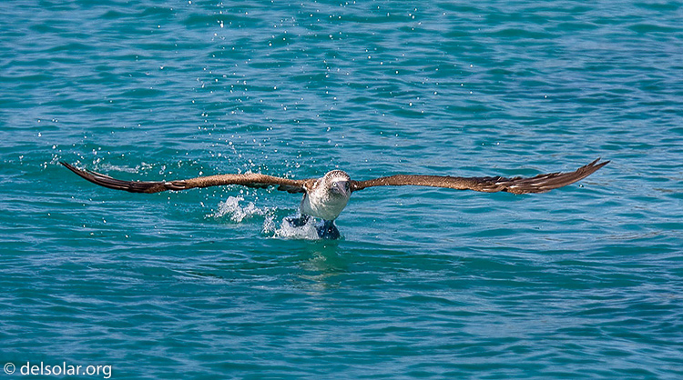 Canon EOS 40D  --  420 mm  --  EF300mm f/2.8L IS USM +1.4x  