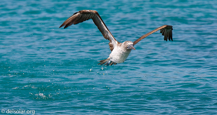 Canon EOS 40D  --  420 mm  --  EF300mm f/2.8L IS USM +1.4x  