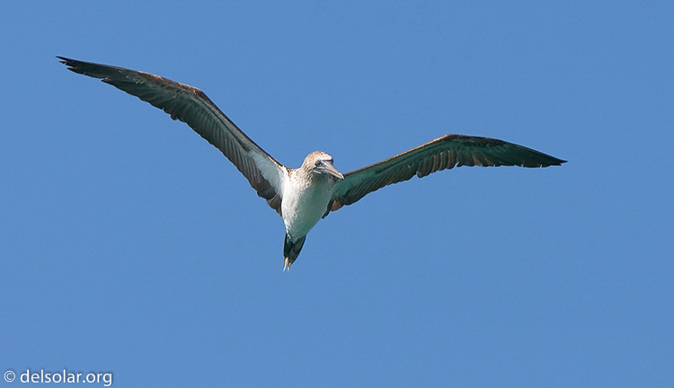 Canon EOS 40D  --  420 mm  --  EF300mm f/2.8L IS USM +1.4x  