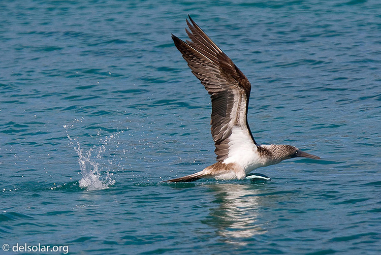 Canon EOS 40D  --  420 mm  --  EF300mm f/2.8L IS USM +1.4x  