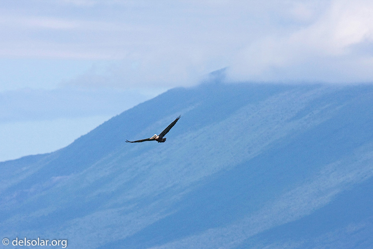 Canon EOS 40D  --  420 mm  --  EF300mm f/2.8L IS USM +1.4x  