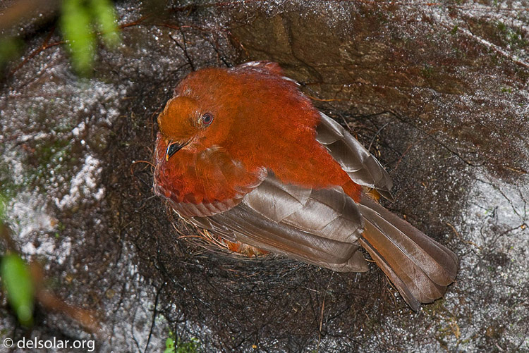 Canon EOS 40D  --  420 mm  --  EF300mm f/2.8L IS USM +1.4x  