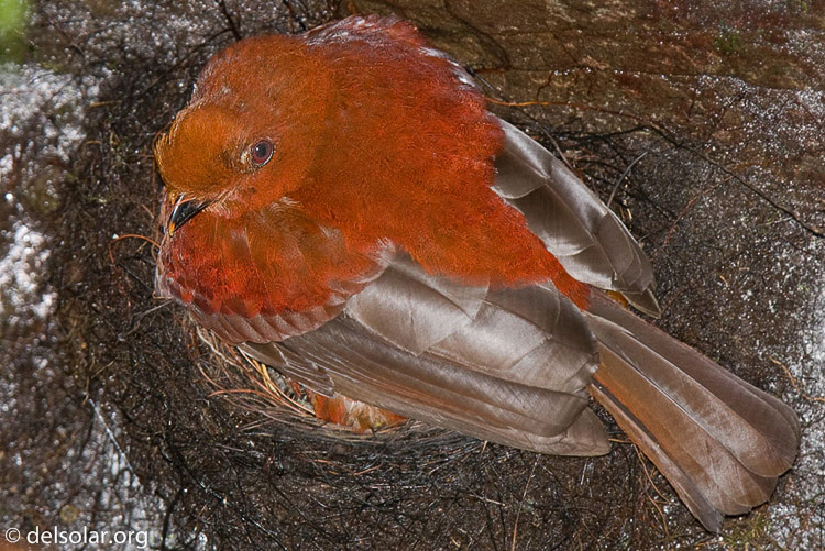 Canon EOS 40D  --  420 mm  --  EF300mm f/2.8L IS USM +1.4x  