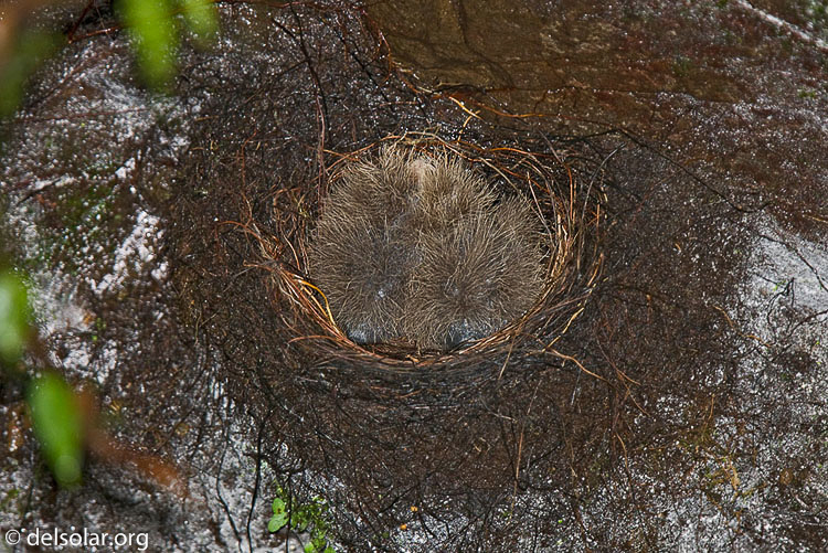 Canon EOS 40D  --  420 mm  --  EF300mm f/2.8L IS USM +1.4x  