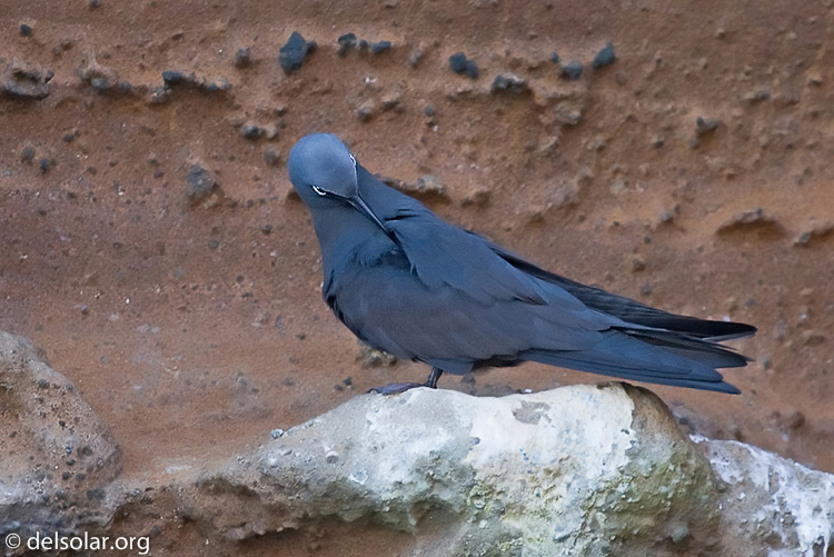 Canon EOS 40D  --  188 mm  --  EF70-200mm f/4L USM  