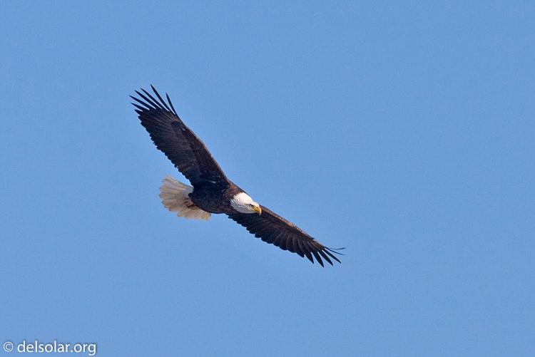 Canon EOS 40D  --  700 mm  --  EF500mm f/4L IS USM +1.4x  