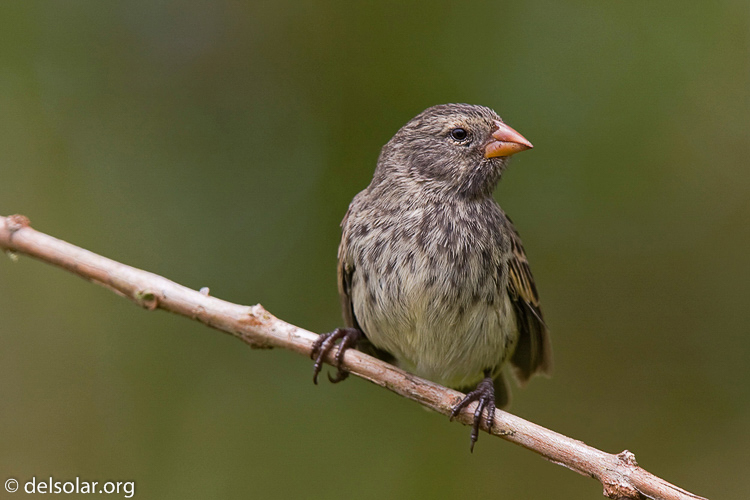 Canon EOS 40D  --  420 mm  --  EF300mm f/2.8L IS USM +1.4x  