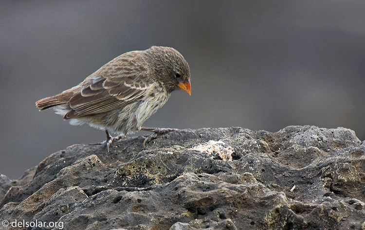 Canon EOS 40D  --  600 mm  --  EF300mm f/2.8L IS USM +2.0x  