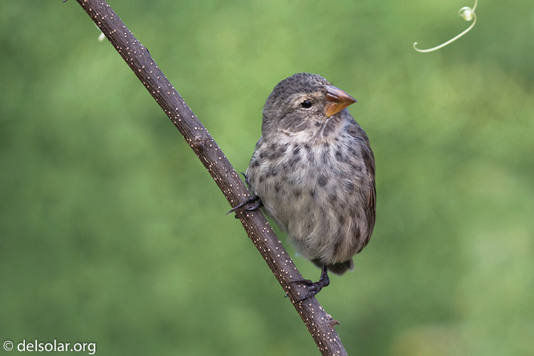 Canon EOS 40D  --  126 mm  --  EF70-200mm f/4L USM  