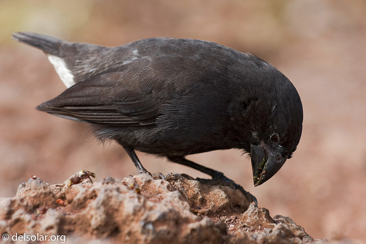 Canon EOS 40D  --  126 mm  --  EF70-200mm f/4L USM  