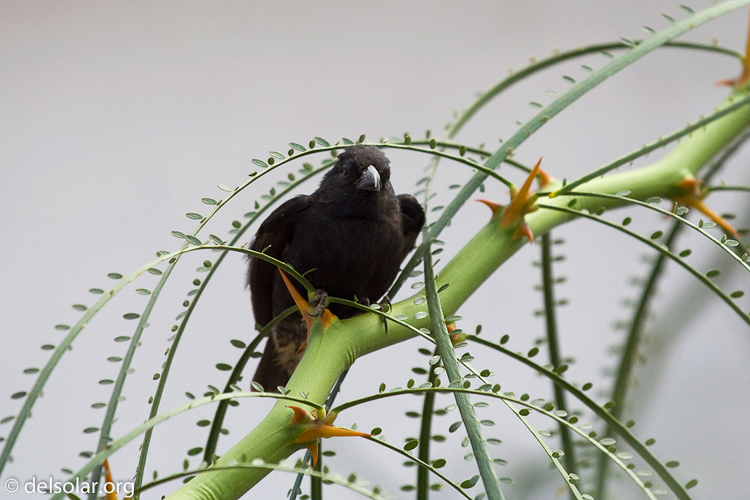 Canon EOS DIGITAL REBEL XT  --  200 mm  --  70.0-200.0 mm  