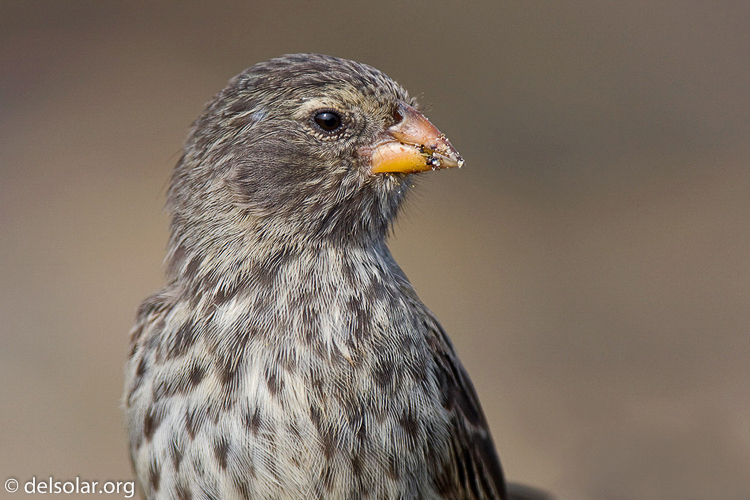 Canon EOS 40D  --  600 mm  --  EF300mm f/2.8L IS USM +2.0x  