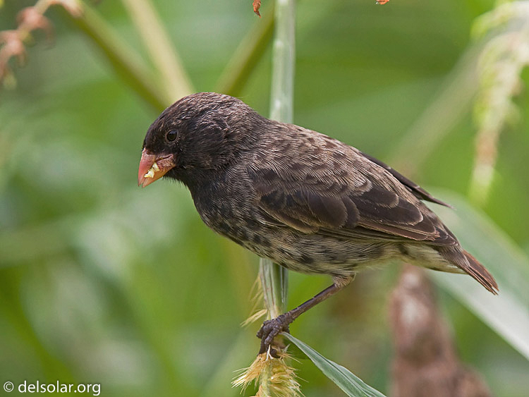 Canon EOS 40D  --  420 mm  --  EF300mm f/2.8L IS USM +1.4x  