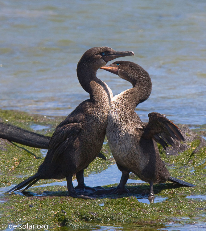 Canon EOS 40D  --  420 mm  --  EF300mm f/2.8L IS USM +1.4x  