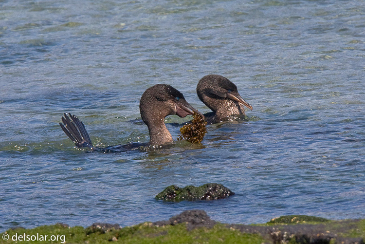 Canon EOS 40D  --  420 mm  --  EF300mm f/2.8L IS USM +1.4x  