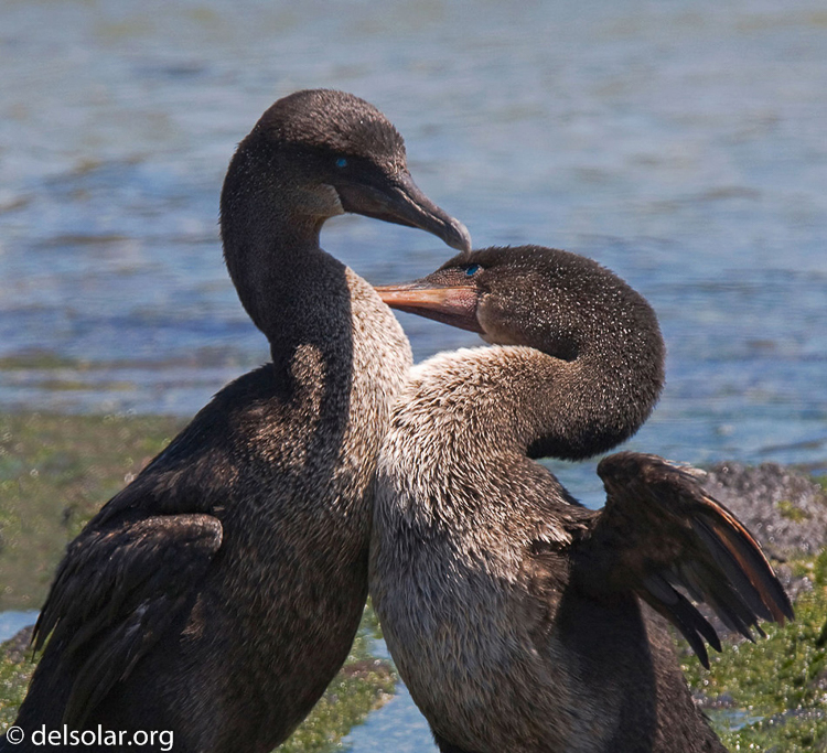 Canon EOS 40D  --  420 mm  --  EF300mm f/2.8L IS USM +1.4x  